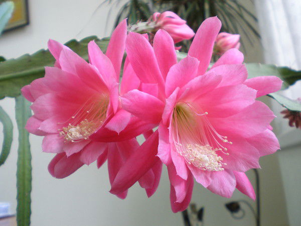 Елена Ходжаева