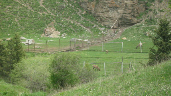 Мирлан Исаев