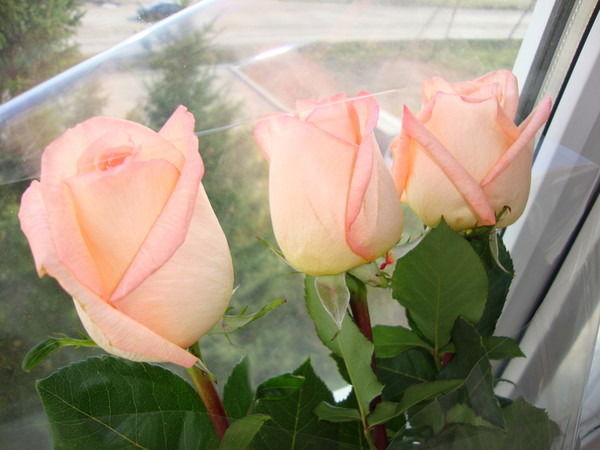 Индира Айсина