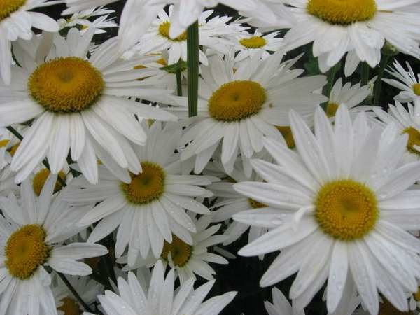 Татьяна Лущилина