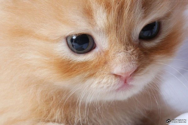 Нелли Милютина