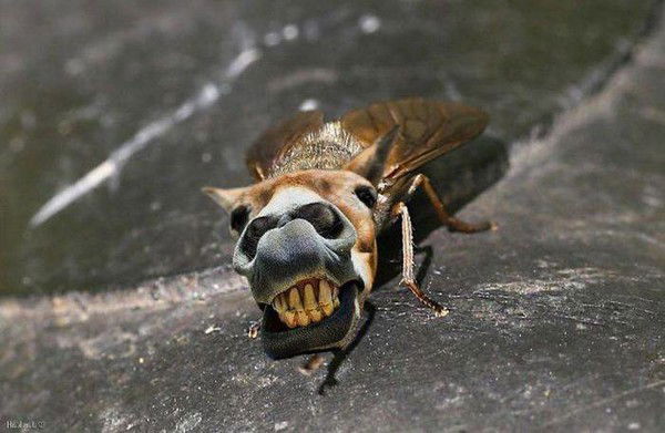 Игорёшка Приступа