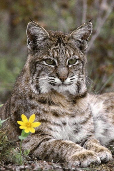 Оксана Кулиева