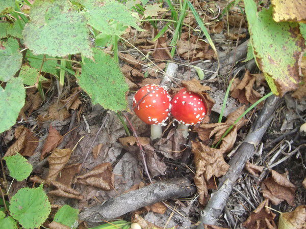 Олеся Пучкарева