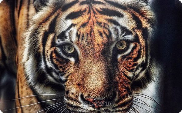 Дεжåβю ツ ™