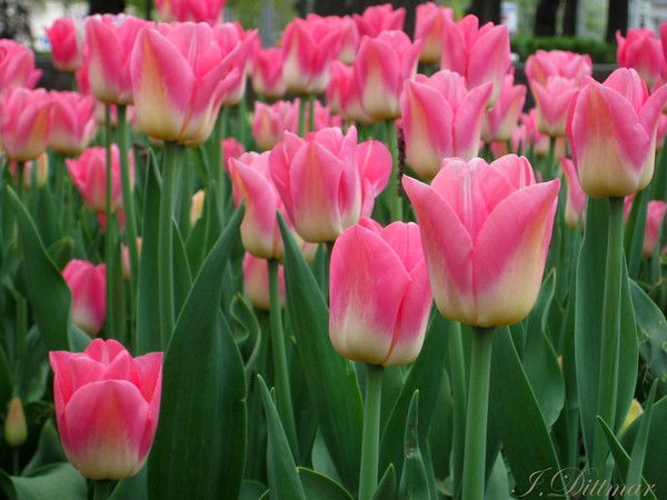 Бакытжан Билялова(Тлеубаева)