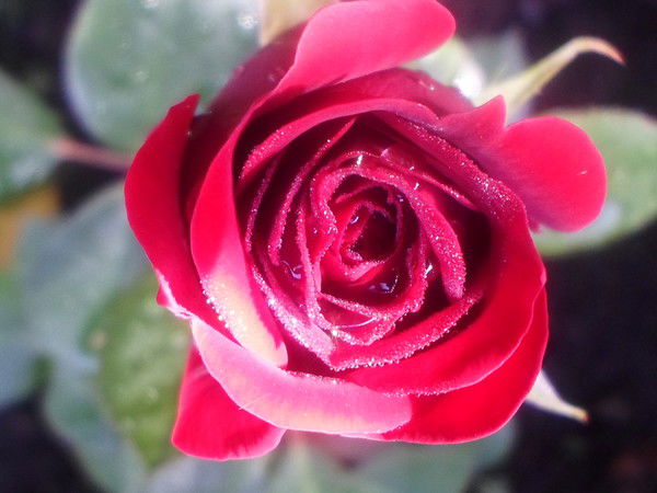 Светлана Плескунова