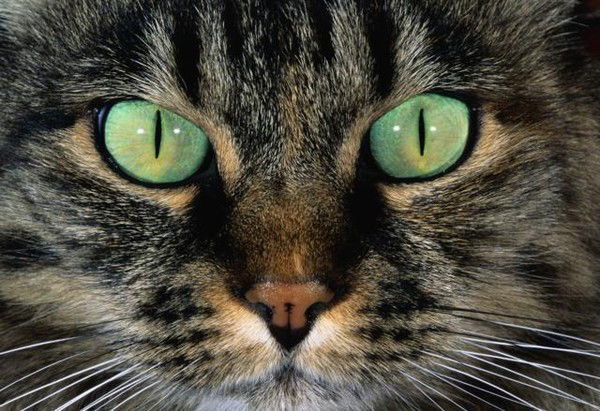 Дмитрий Храмцов