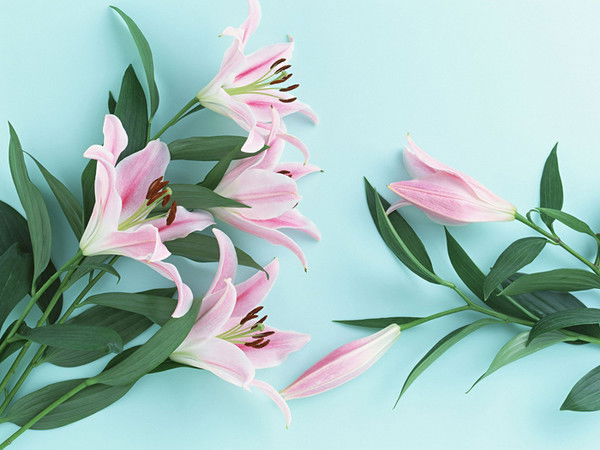 Лидия Ковалева