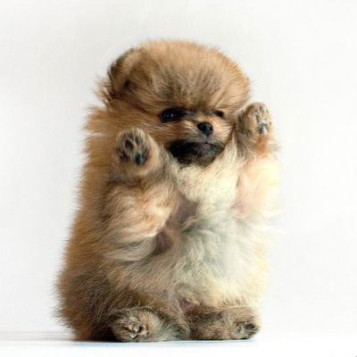 Полюсик Мусик