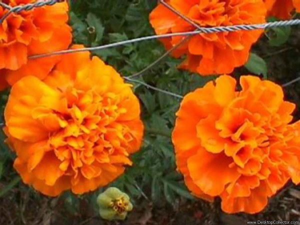 Екатерина Р