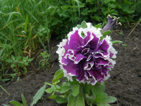 Ирина Ланина