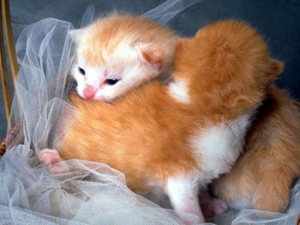 Светлана Муратова