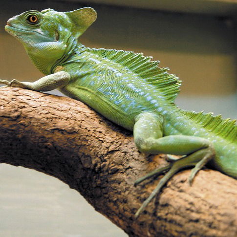 Василиска Шлемоносная