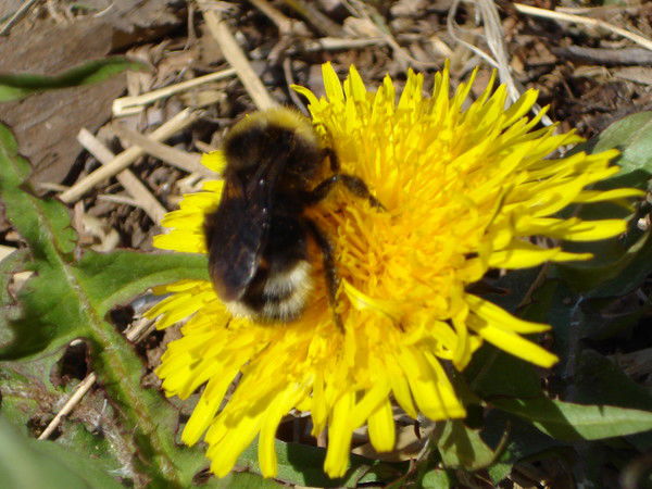 Ольга Бардашевич