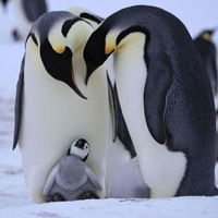 Вилена Семенова