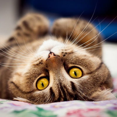 Ильдар Биккиняев