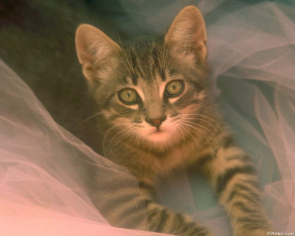 Настя Сысоенко