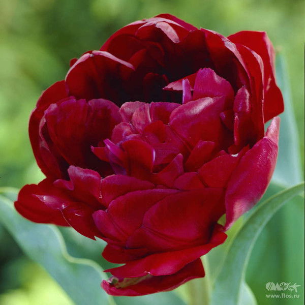 Михаил Зинченко