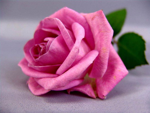 Валентина Бахарева