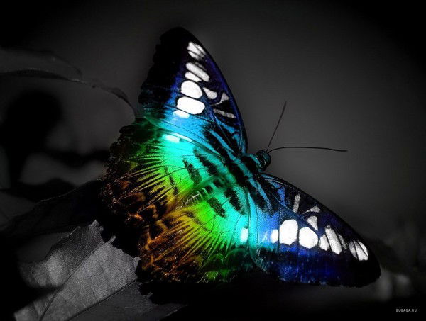 Веля Кировна