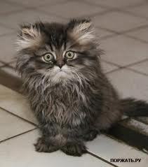 Нина Заболотная