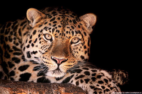 Амина Кахарова