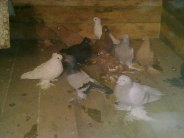 Валерий Дегтярев