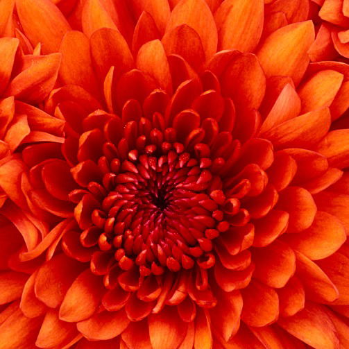 Александра Ли