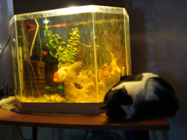 Данеек Ермилов