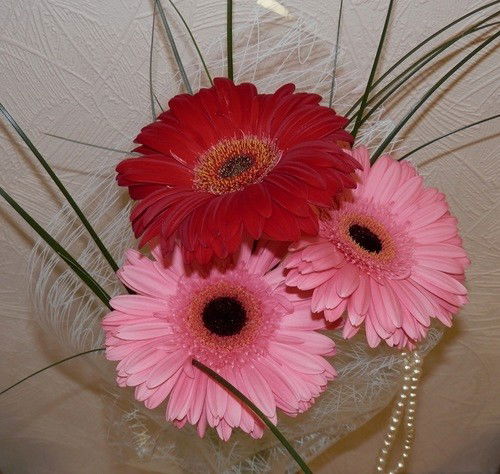 Наташа Долова