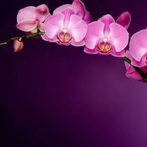 Аня Андрейшина