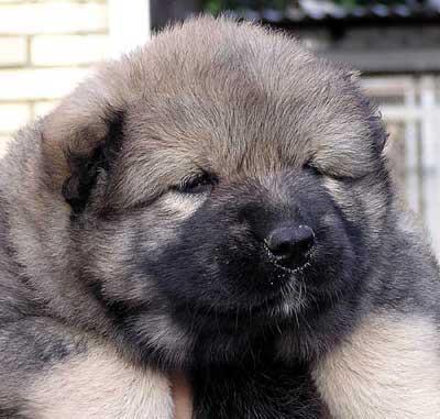 Дмитрий Лашов