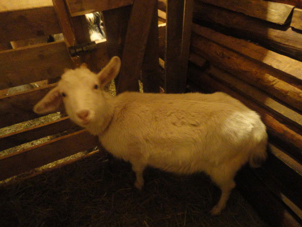 Лера Бондина