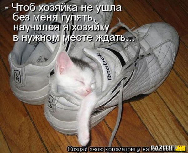 Кошка Януля