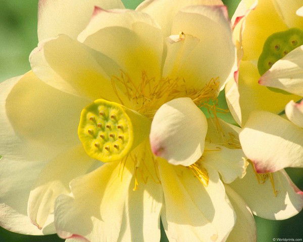 Нелли Обевзенко