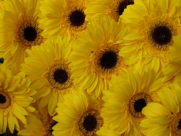 Рауза Каримова