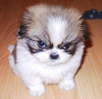 Константин Переверзев