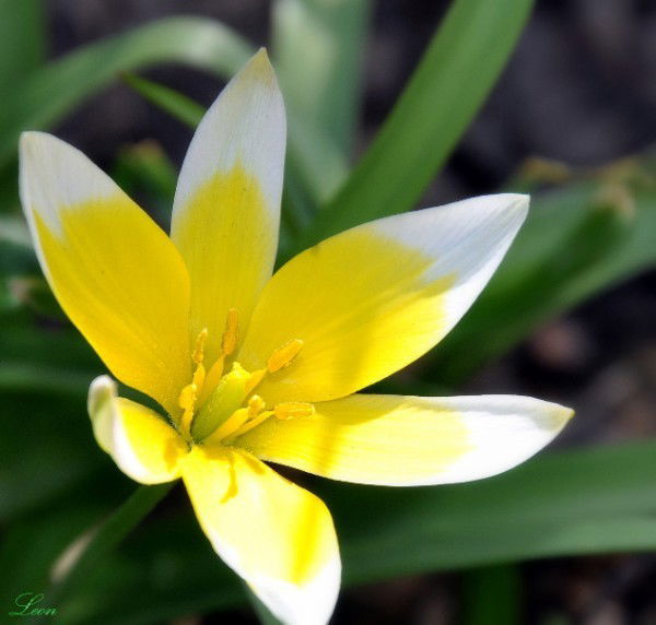 Елена Александрова