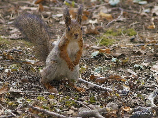 Оксана Плеско