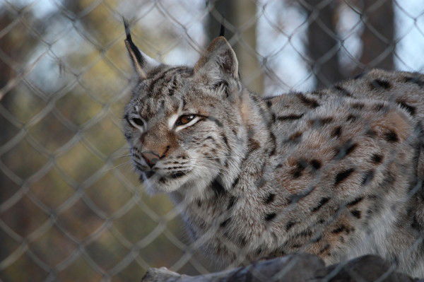 Сергеи Рязанов