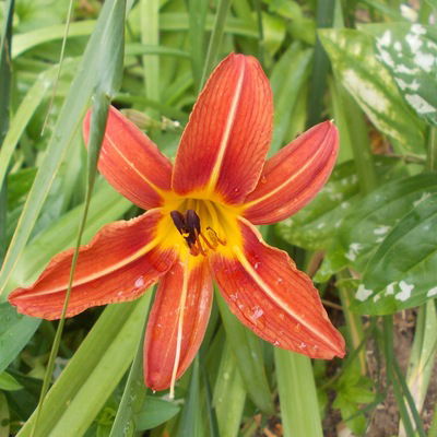 Арина Веригина