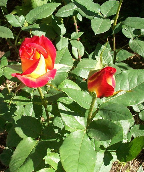 Ірина Волошин