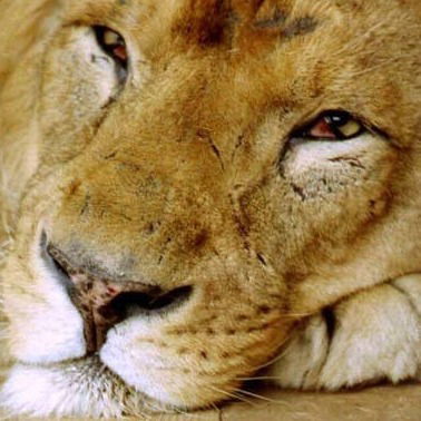 Анастасия Гладких