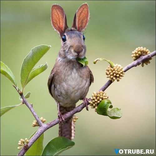 Шурa Из Ростова