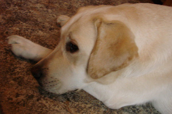 Елена Бессонова