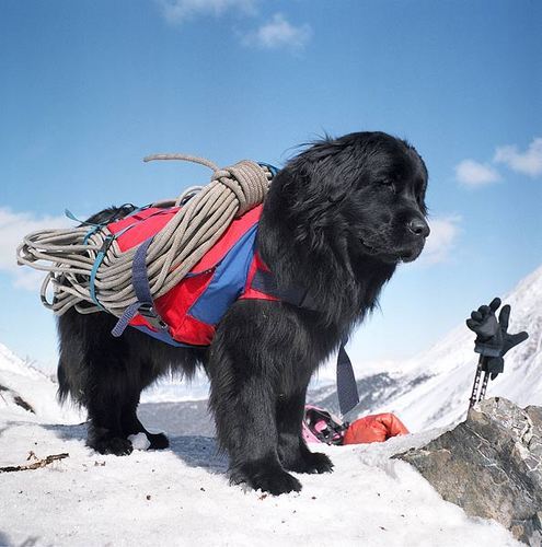 Дмитрий Суворов