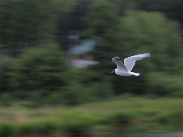 Михаил Карчев