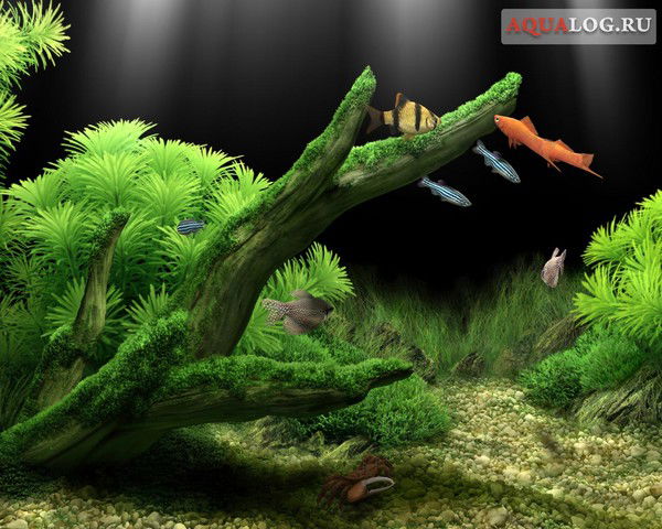 Олеся Золоева