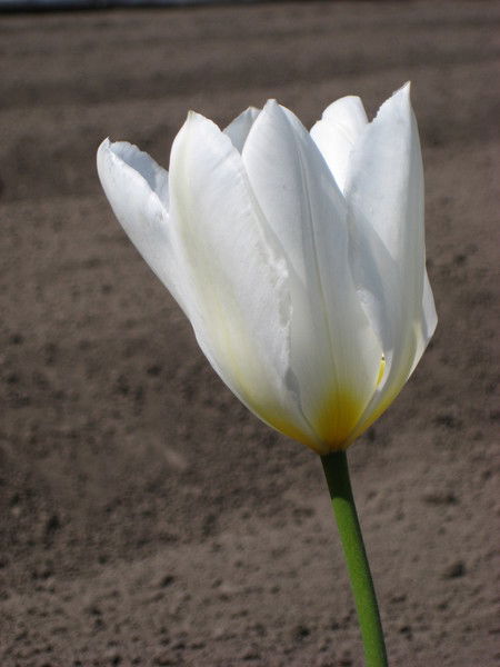 Татьяна Кокурина